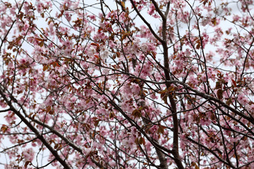 Sakura. Apricot blossom.