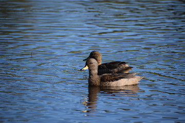 Aves silvestre del lago