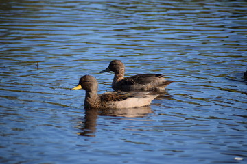 Aves silvestre del lago