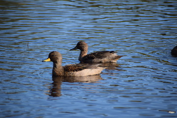 Aves silvestre del lago