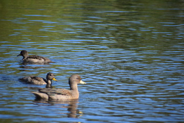 Aves silvestre del lago