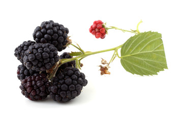 Cluster of blackberries