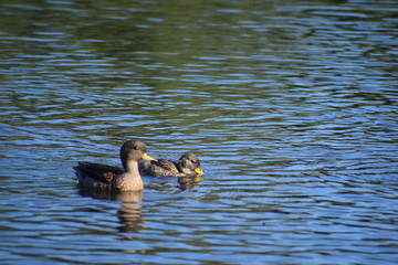 Aves silvestre del lago