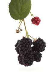 Cluster of blackberries