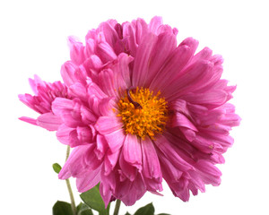 Chrysanthemum