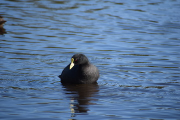Aves silvestre del lago
