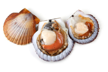 Opened and closed scallops
