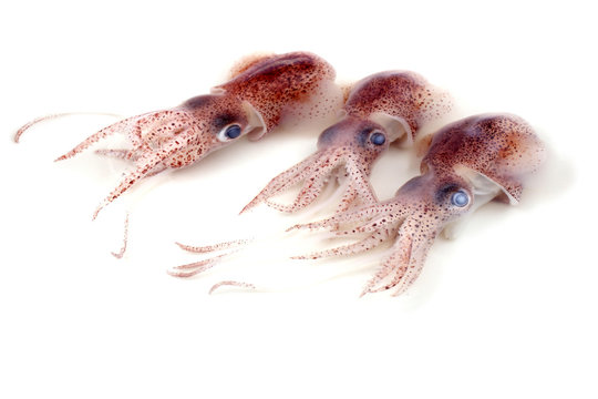 Little cuttlefishes