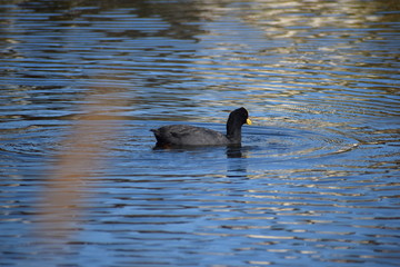 Aves Silvestres