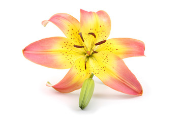 Yellow-pink lily and bud