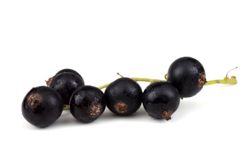 Cluster of black currant