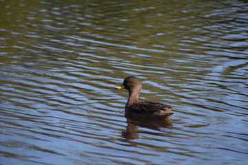 Aves Silvestres