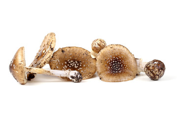 Amanita pantherina. Poison mushroom.