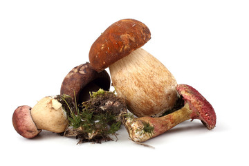 Different bolete mushrooms