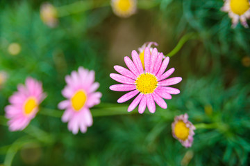 Beautiful pink flower with blurred background in garden. Copy space
