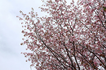 Sakura. Apricot blossom.