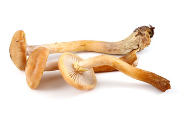 Honey fungus mushrooms