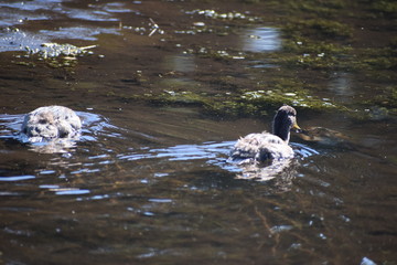 Aves Silvestres