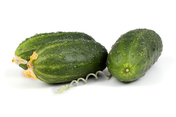 Three cucumbers and tendril