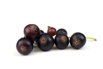 Cluster of black currant