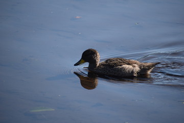 Aves Silvestres