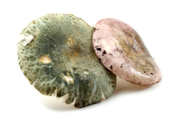 Green and pink russule mushroom