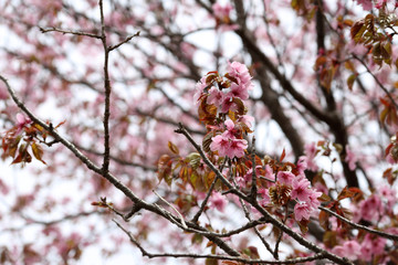 Sakura. Apricot blossom.