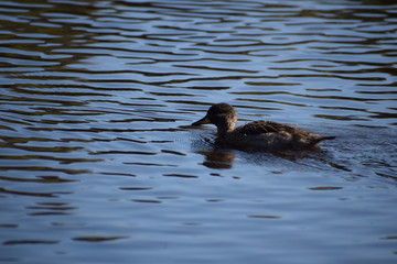 Aves Silvestres