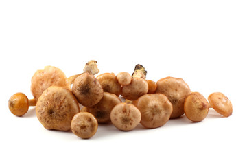 Honey fungus mushrooms