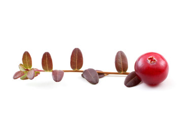 Cranberries and leaf