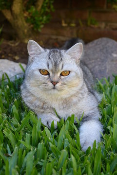 cat on grass