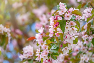 Fresh white and pink flowers of a blossoming apple tree in sunset light