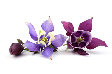 Blue and violet aquilegia flower