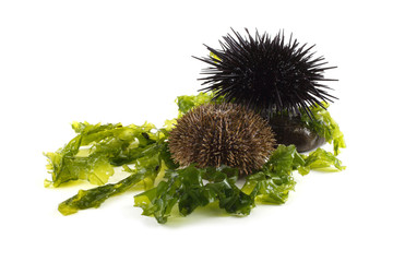 Gray and black sea urchins on alga