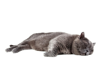 Funny sleeping cat
