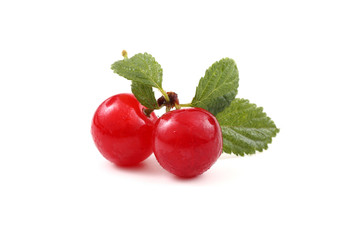Far eastern cherry and leaves (Nanking cherry)