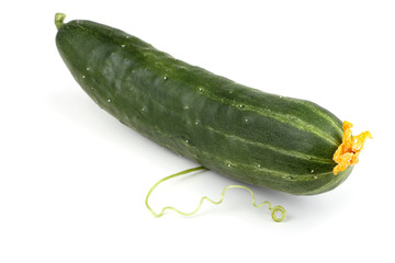 Cucumber and tendril