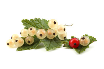 White and red currant