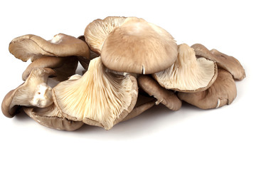 Oyster mushrooms