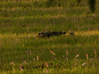 taking advantage of the day to photograph birds of the species Quero-Quero