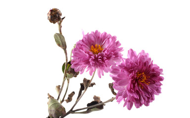 Growing chrysanthemum isolated on white