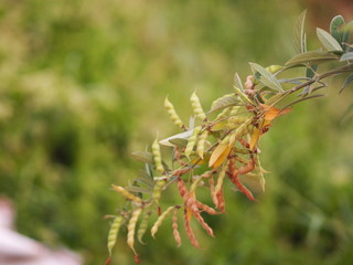 Cajanus canja L Millsp, Common name Pigeonpea belonging to the Leguminosae family or Kadios name