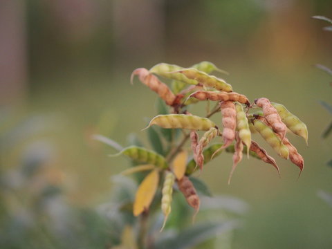 Cajanus canja L Millsp, Common name Pigeonpea belonging to the Leguminosae family or Kadios name