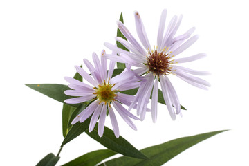 Growing asters isolated on white