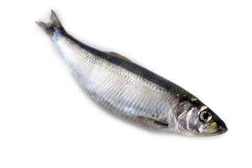 Herring isolated on white