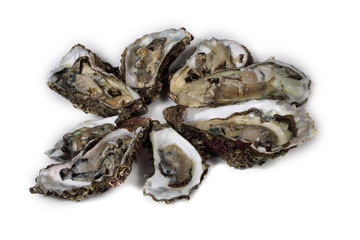 Opened oysters on white background