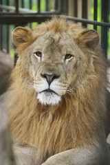 Big lion at the zoo , face close up