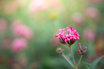 The background image of the colorful flowers