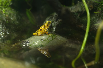 yellow frog on rock