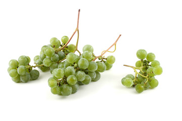 White wine grape